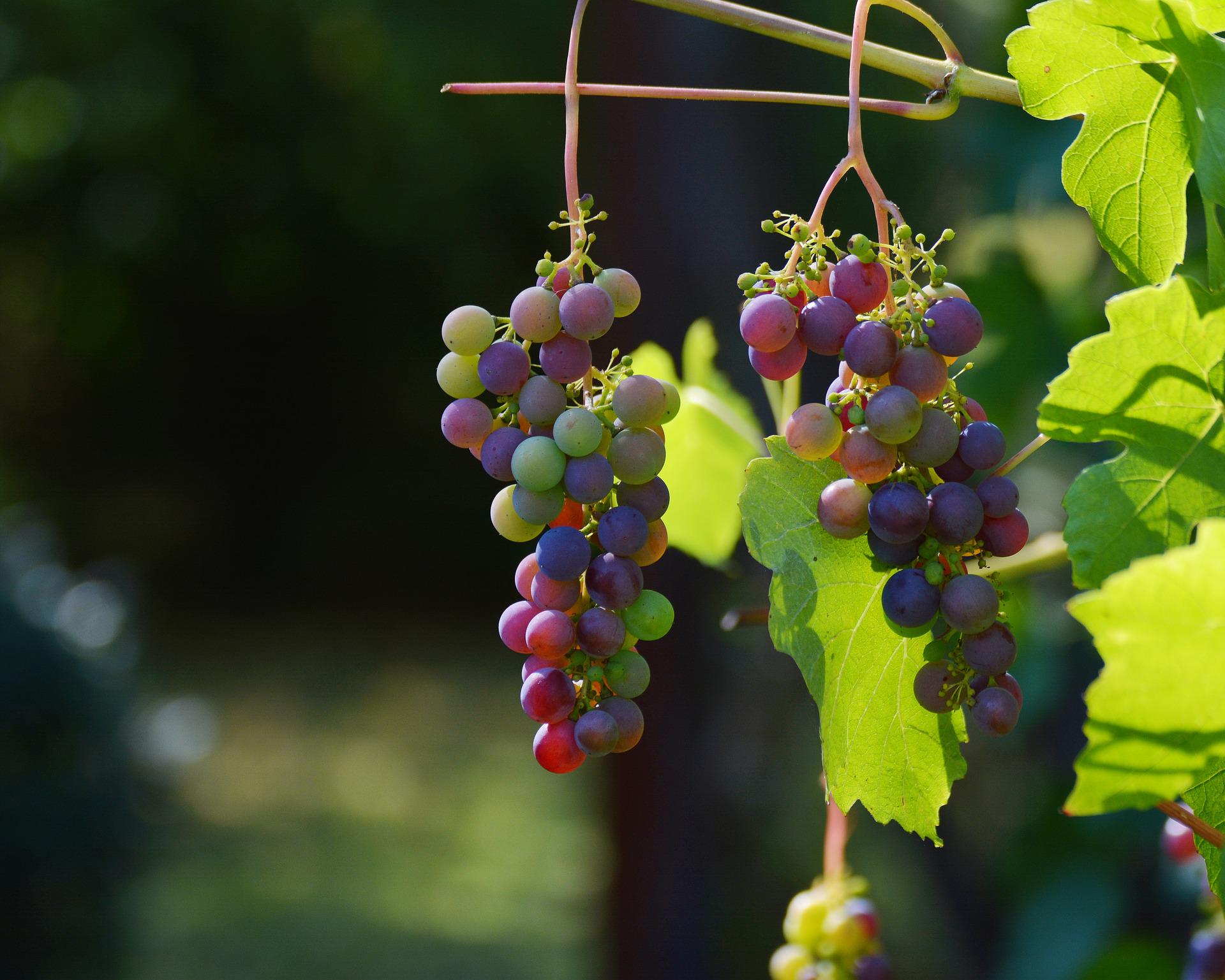 grapes-gfecb1aec3_1920.jpg grapes-gfecb1aec3_1920.jpg