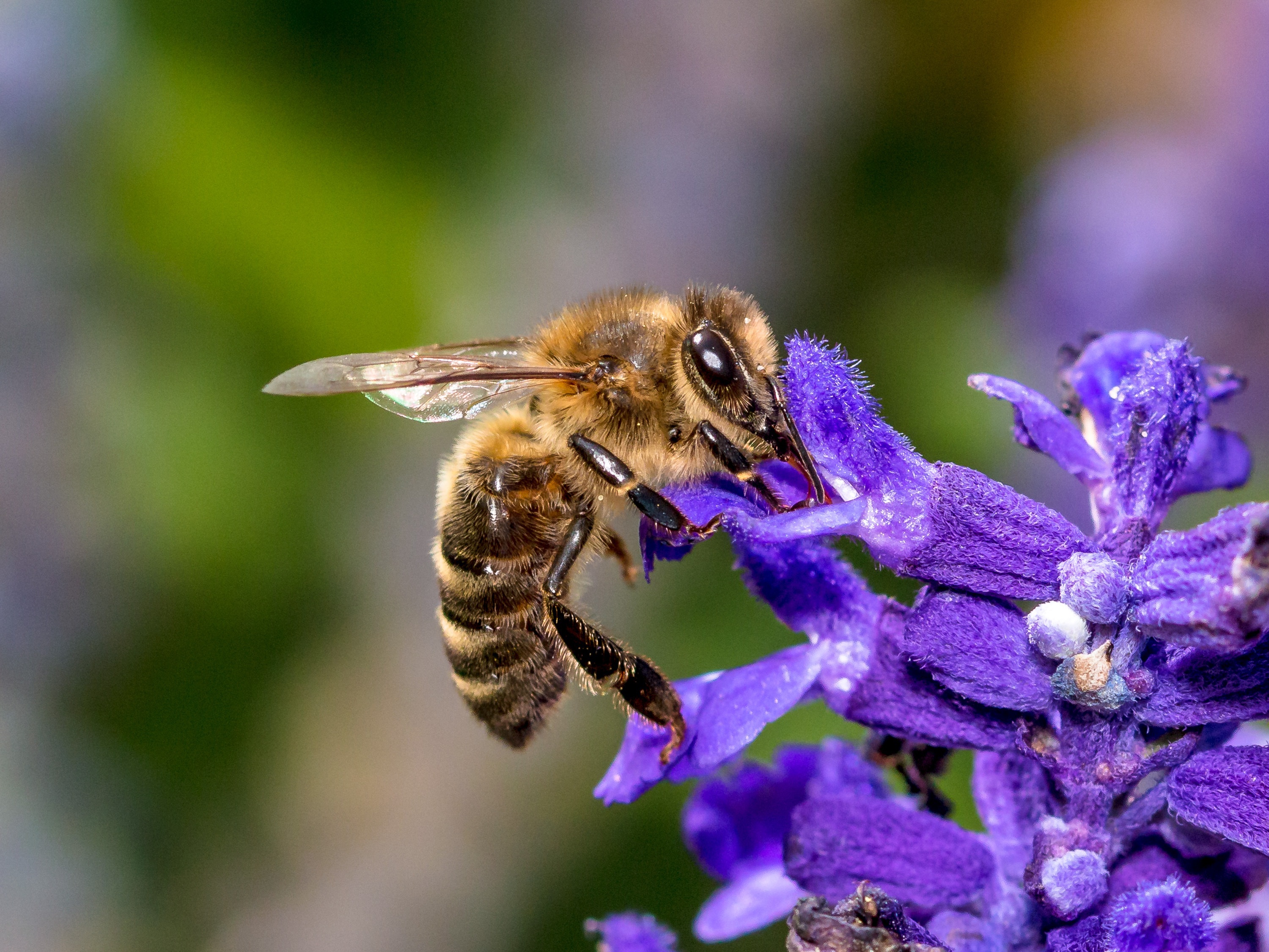 bee-2889351.jpg bee-2889351.jpg