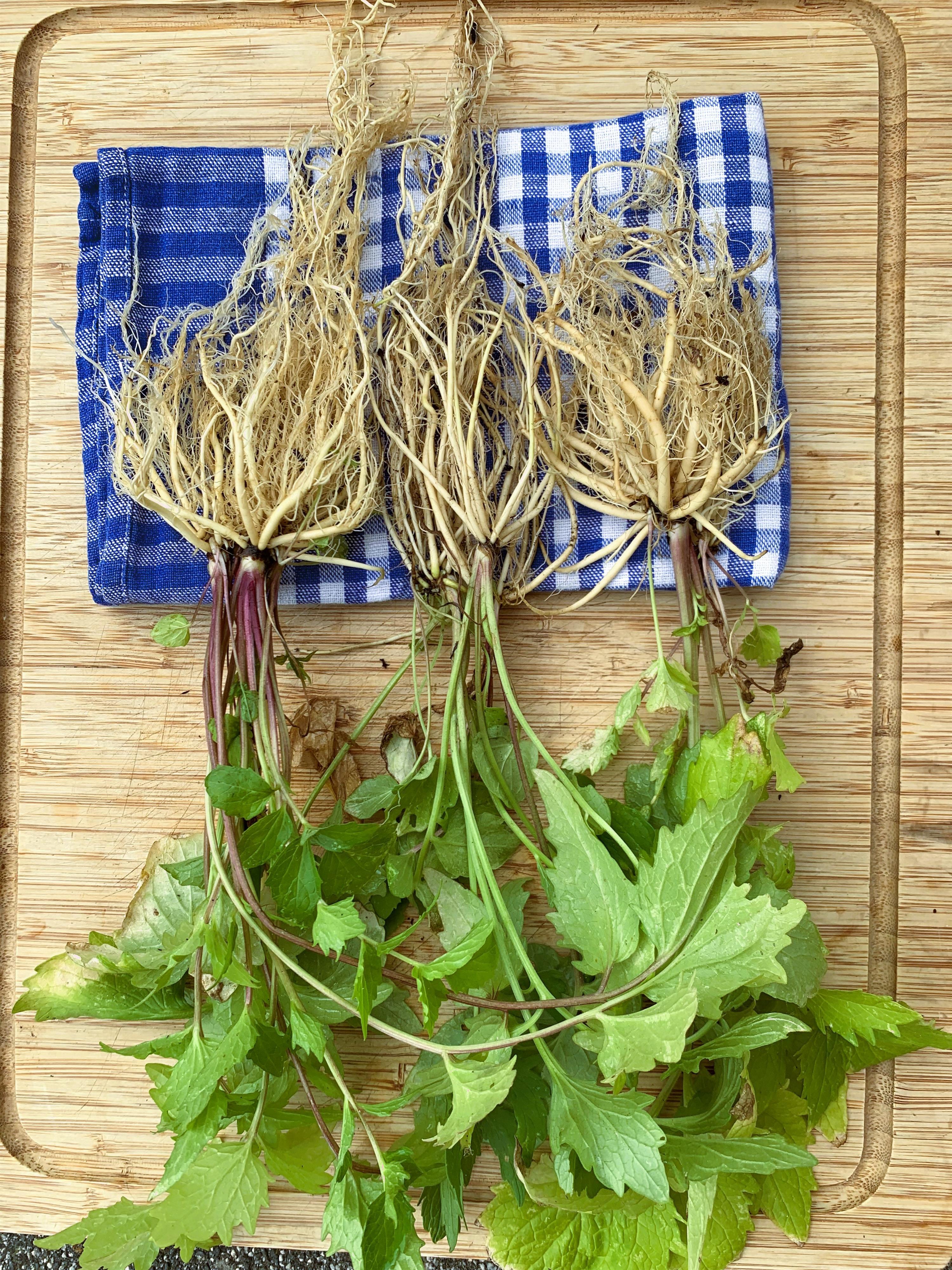 Baldrianwurzeln auf Brett