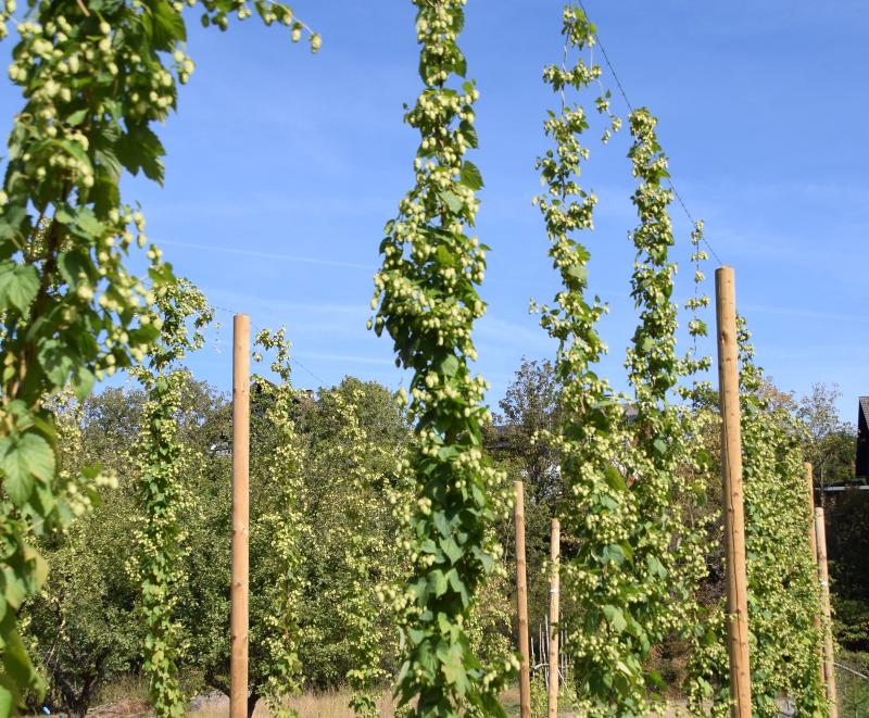 Hopfen-Anbau.jpg