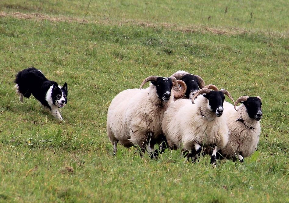 Schäfertag Schäfertag