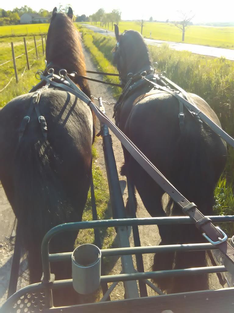 Heidrun Kostanovskis