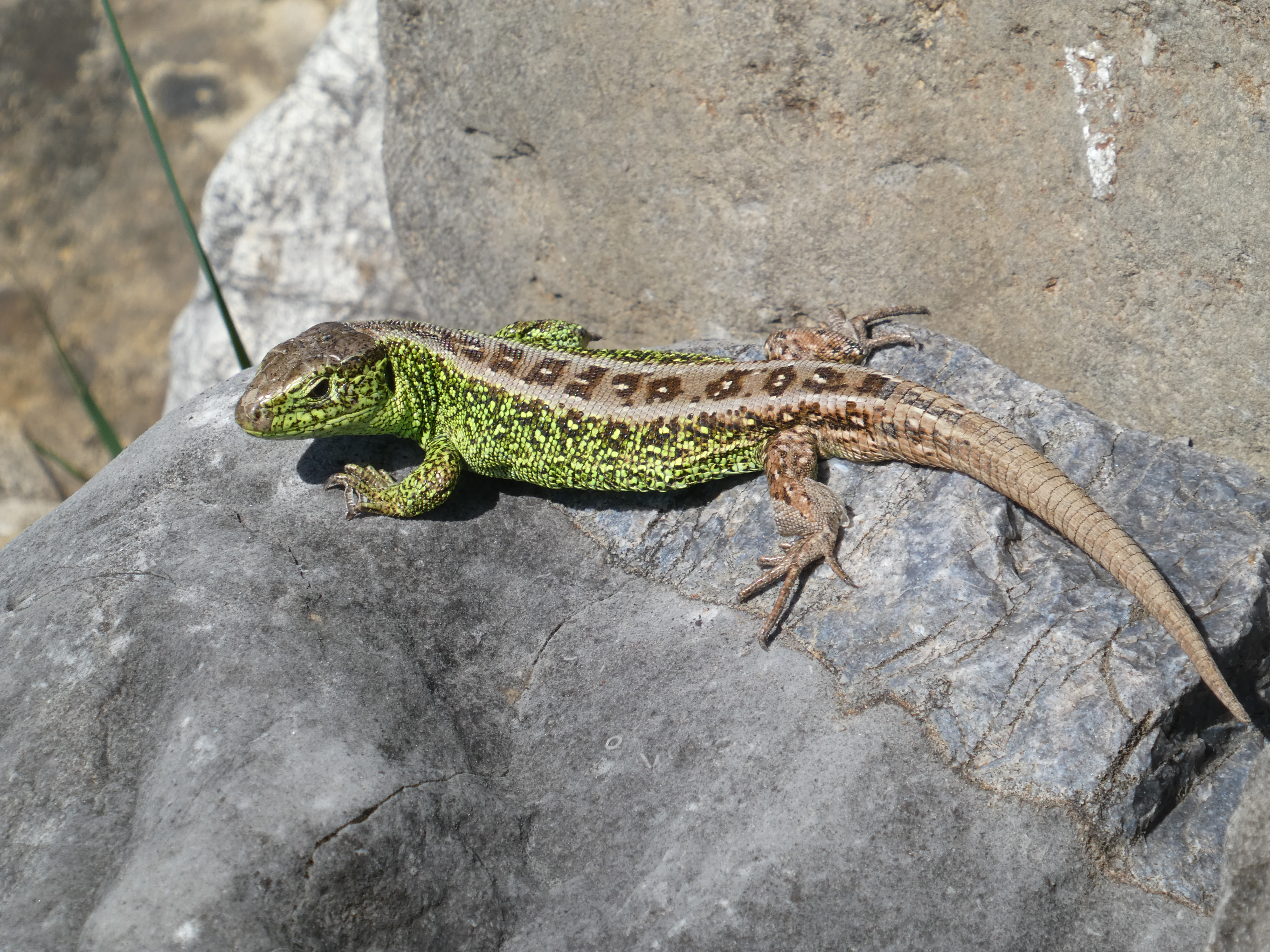 Tiere_im_Naturparadies.JPG Tiere_im_Naturparadies.JPG