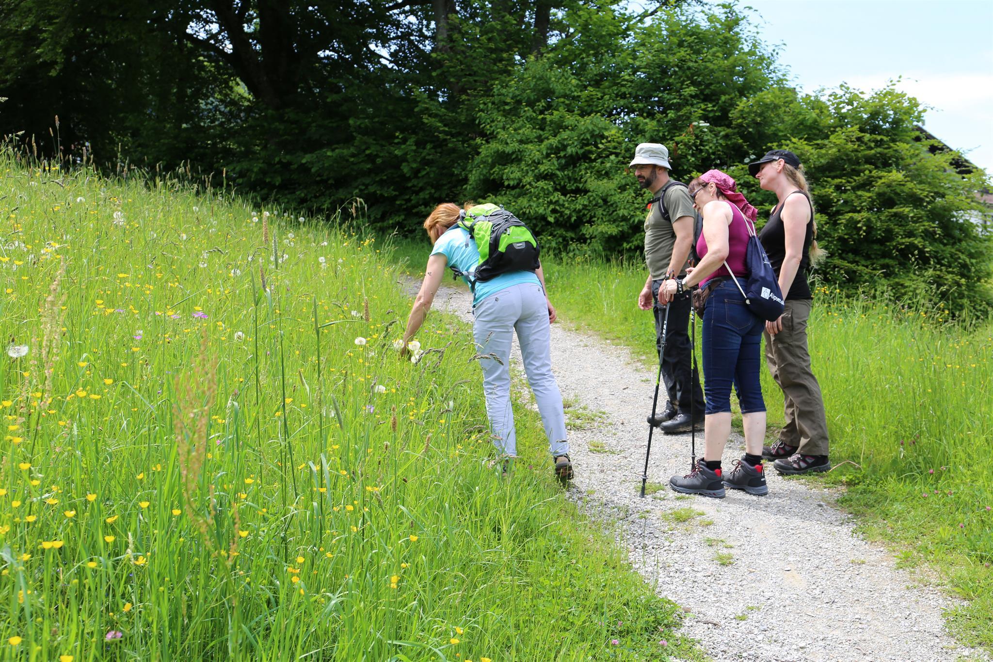 Kräuterwanderung Kräuterwanderung