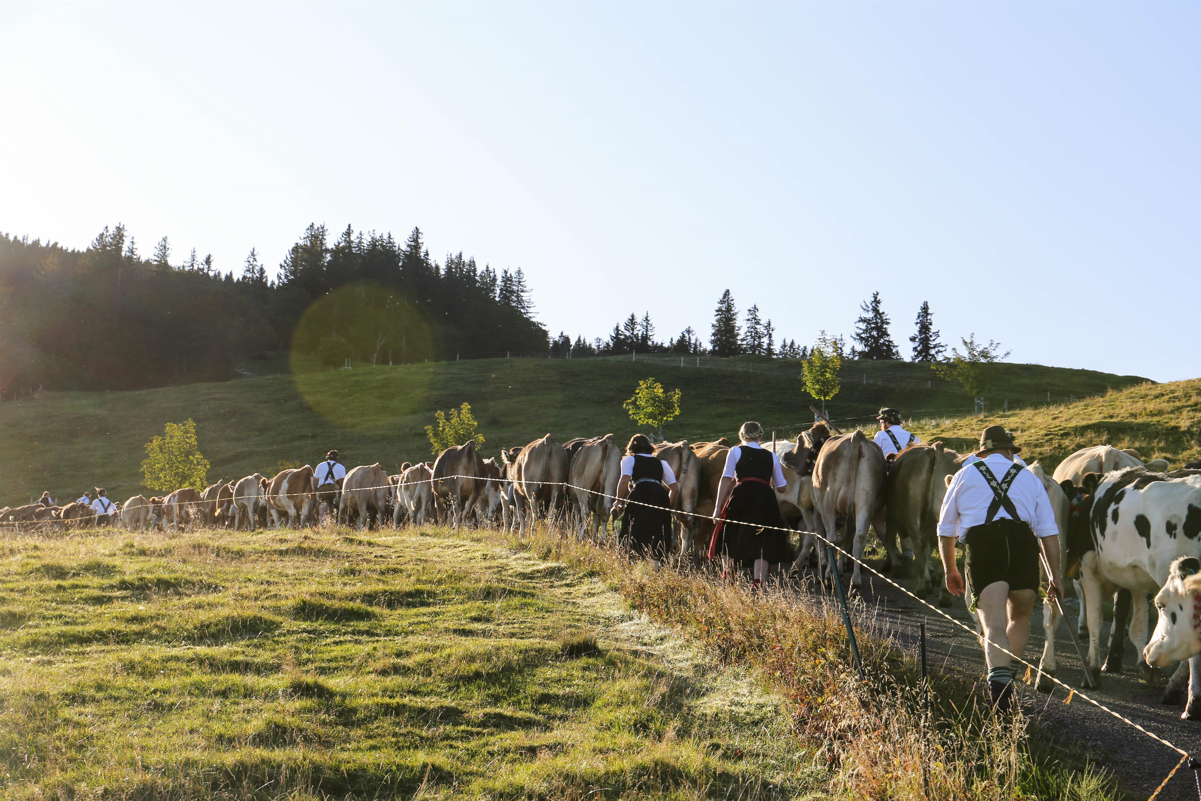 Alpe Starkatsgund macht sich auf den Weg Alpe Starkatsgund macht sich auf den Weg