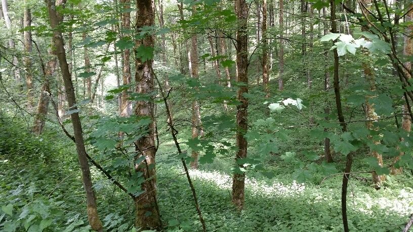 Grün bewachsener Waldboden mit einigen Bäumen dazwischen.