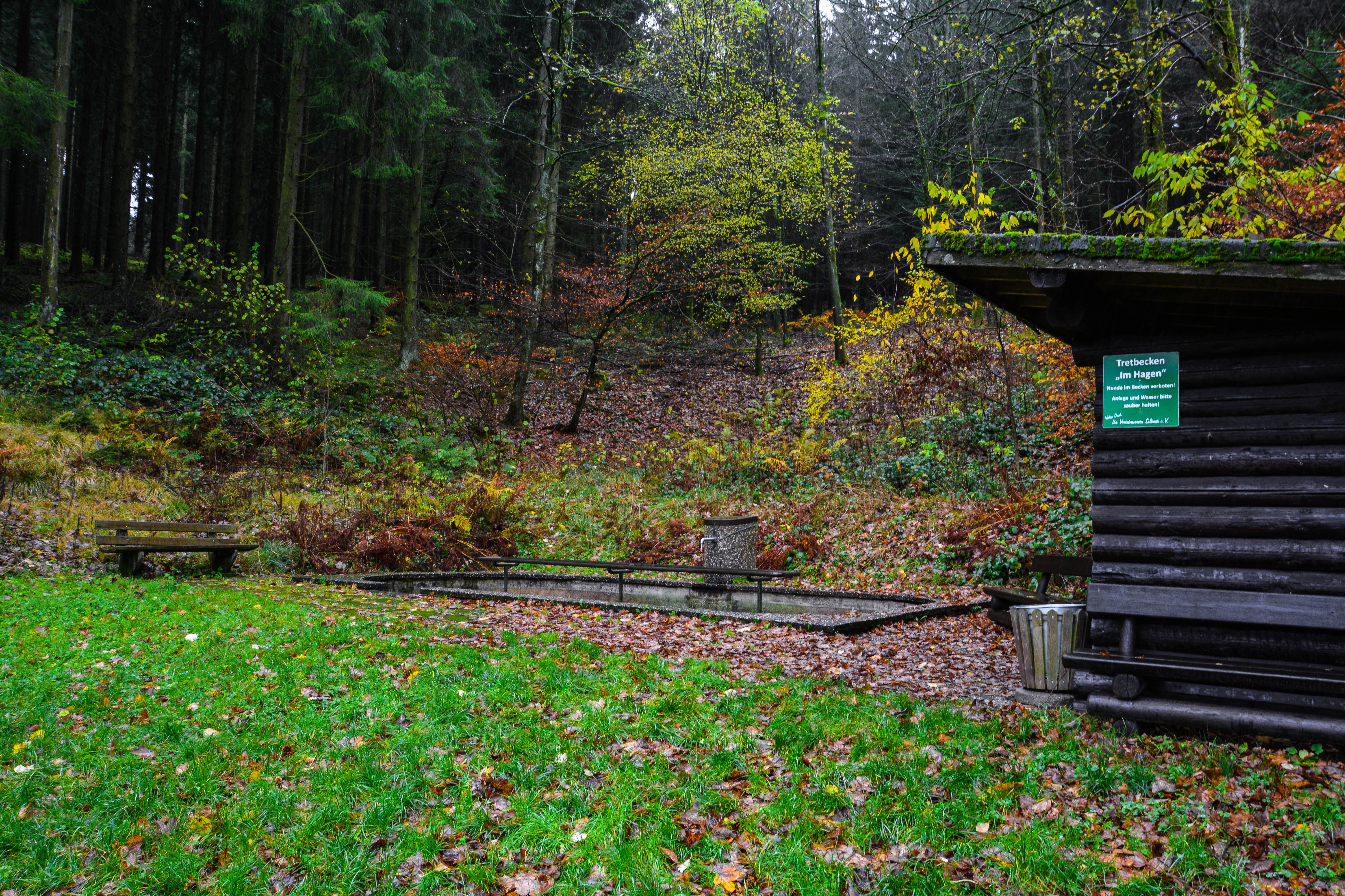 Tretbeckenanlage im Wald.
