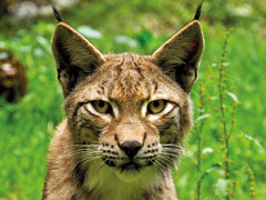 Nahaufnahme eines Luchses vor grünen Sträuchern. Nahaufnahme eines Luchses vor grünen Sträuchern.