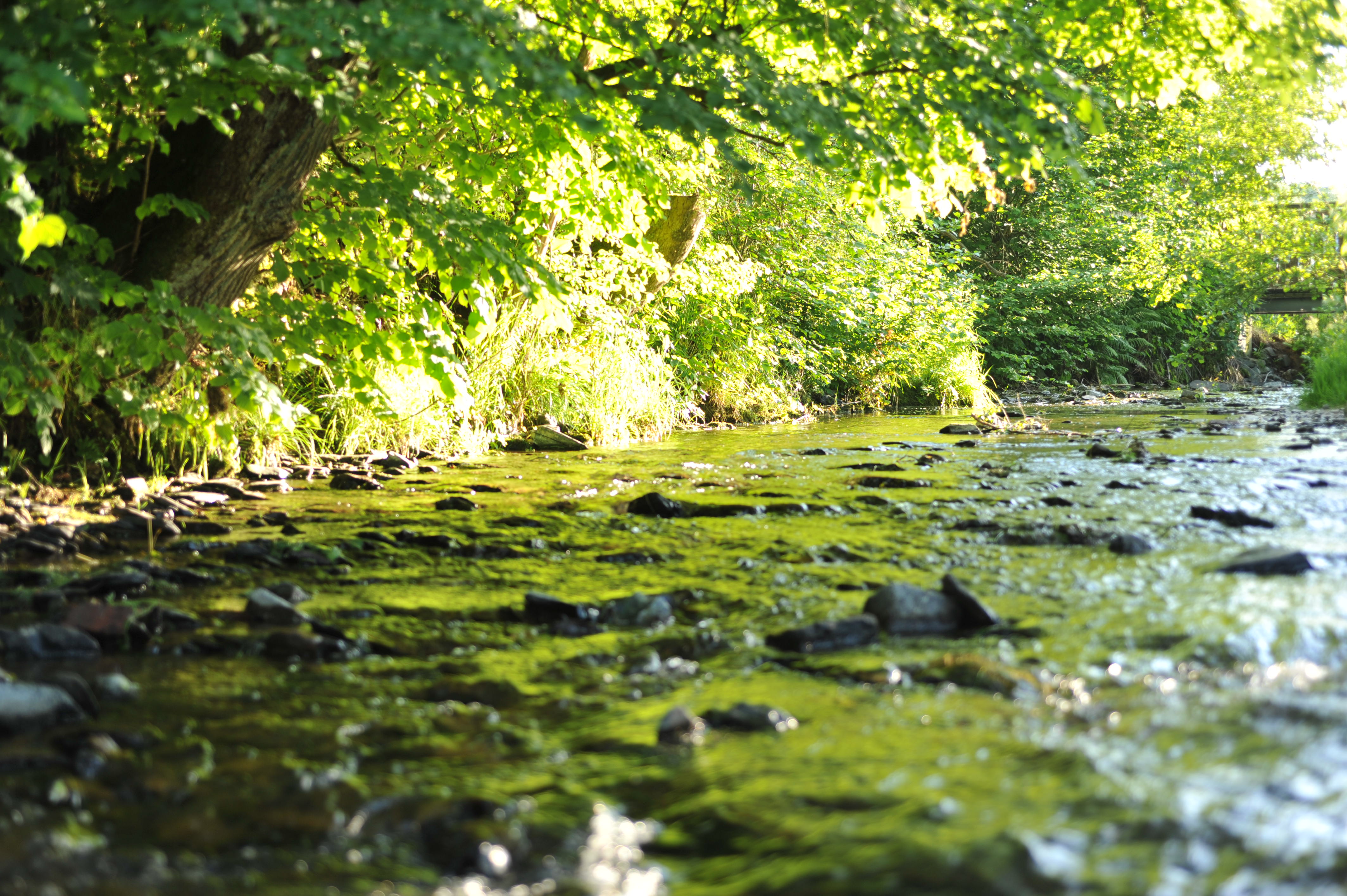 Nahaufnahme eines Bachs mit Steinen und grünen Büschen und Bäumen entlang des Ufers.