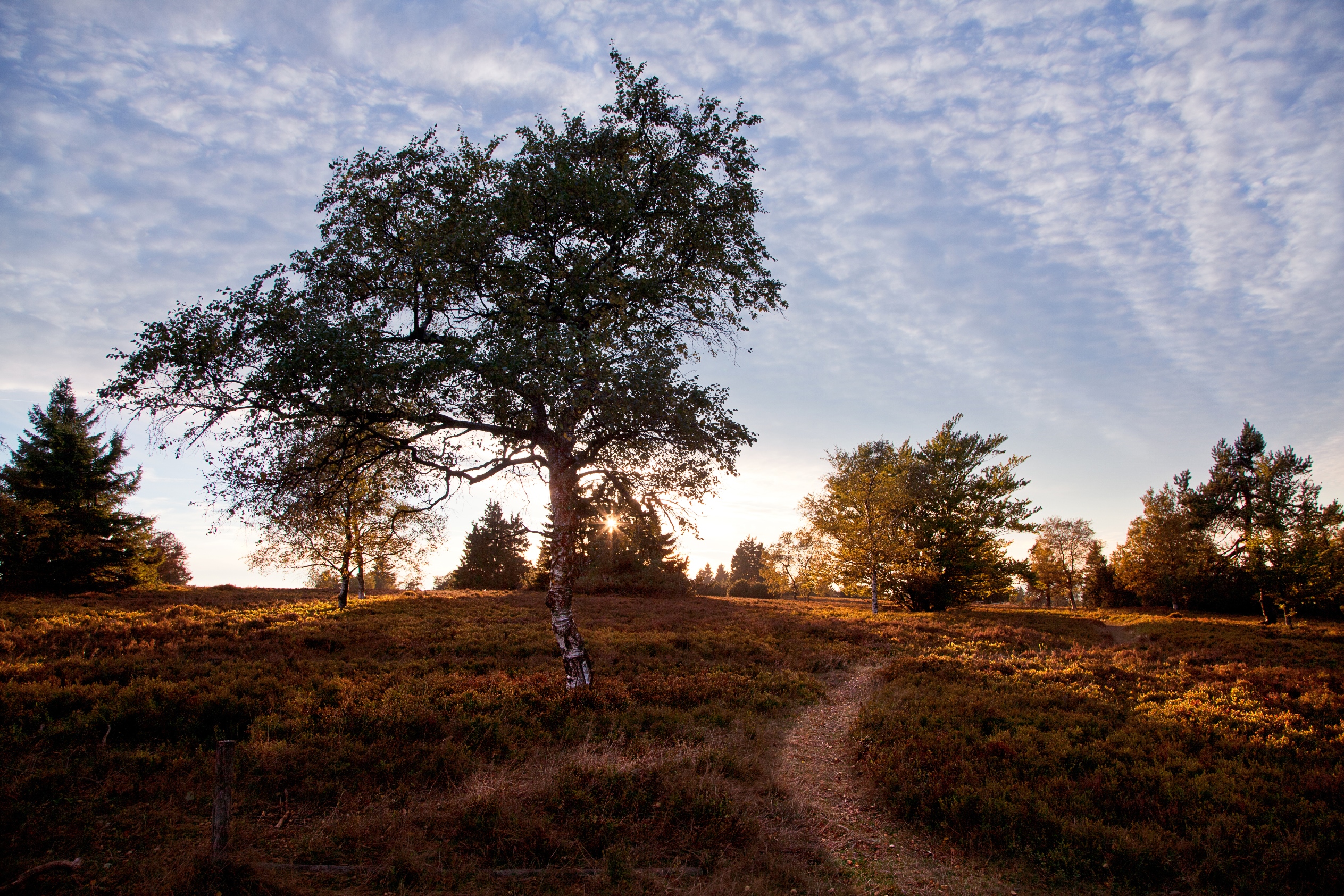 Eine Heidelandschaft mit Spazierweg und einem großen Baum bei Sonnenaufgang. Eine Heidelandschaft mit Spazierweg und einem großen Baum bei Sonnenaufgang.