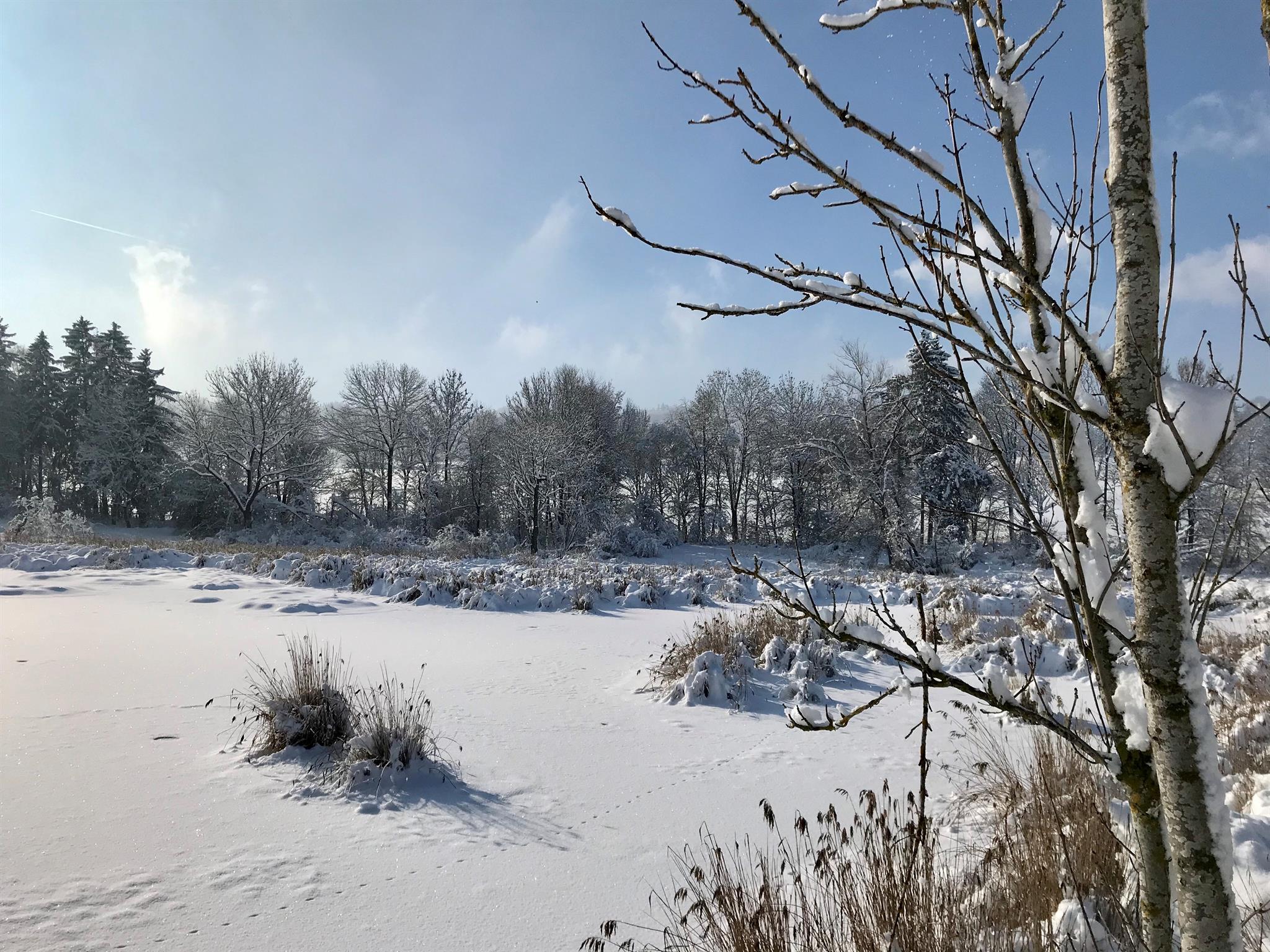 Schwabelsberger Weiher Schwabelsberger Weiher